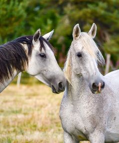 chevaux islandais alsace