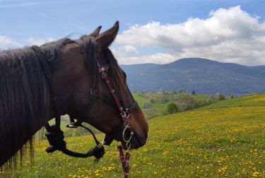 Rando Cheval - Voyage &agrave; cheval