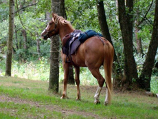 Randonnée à cheval pour enfant et adolescent en Ardèche