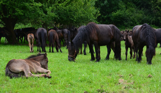 Voyage à cheval - Transhumance équestre en Ariège avec Randocheval