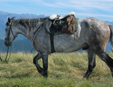 Voyage à cheval - Randonnée équestre en Ariége pour les jeunes avec Randocheval