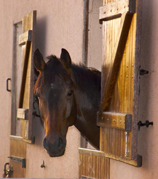 Séjour équestre situé au coeur de la France - Randocheval