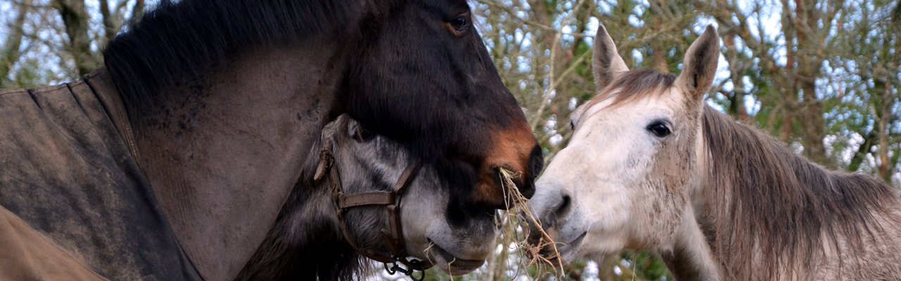 randonnée à cheval dans le finistère, randonnée à cheval en Bretagne, randonnée bord de mer, randonnée nature