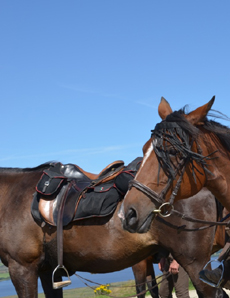 RANDOCHEVAL - Randonnée en Pays Armoricain