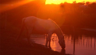 Randonnée en Camargue - RANDOCHEVAL