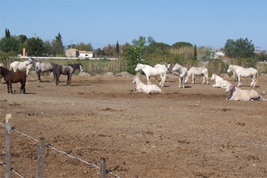 Rando Cheval - Voyage à cheval