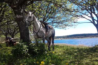 Voyage à cheval dans les Cévennes - Randonnée équestre en Croatie avec Randocheval