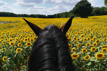 Rando Cheval - Voyage à cheval