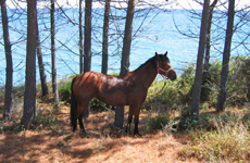 cheval pour randonnée équestre en Corse - randocheval