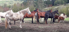 Voyage à cheval - Randonnée équestre organisée par Randocheval