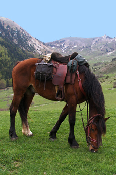 Rando Cheval en Hautes Alpes FRANCE - Voyage à cheval