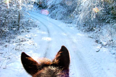 Voyage à cheval dans le Jura en hiver - Randonnée équestre organisée par Randocheval