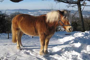 Voyage à cheval dans le Jura en hiver - Randonnée équestre organisée par Randocheval