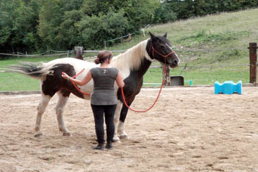 Stage éthologie dans le Jura - Randonnée équestre organisée par Randocheval
