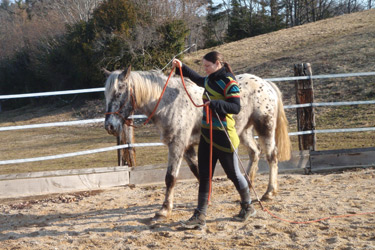 Stage éthologie dans le Jura - Randonnée équestre organisée par Randocheval