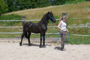 Stage éthologie dans le Jura - Randonnée équestre organisée par Randocheval