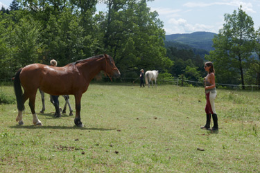Stage éthologie dans le Jura - Randonnée équestre organisée par Randocheval