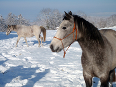 randonnée à cheval dans le massif du Jura - randocheval