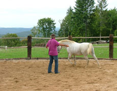 Stage éthologie dans le Jura - Randonnée équestre organisée par Randocheval