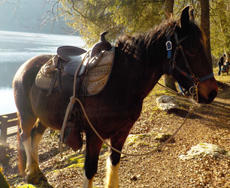 Voyage à cheval Rando Cheval