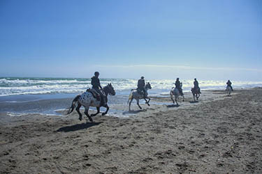 Randonnée équestre, Lubéron, Alpilles et Camargue - RANDOCHEVAL