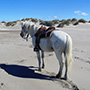 Rando Cheval - Voyage à cheval