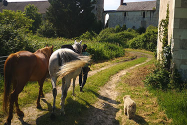 Rando Cheval - Voyage &agrave; cheval