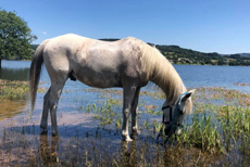Randonnée à cheval - Un voyage Rando Cheval