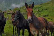 Rando Cheval en Pays Cathare en FRANCE - Voyage à cheval dans les Pyrénées