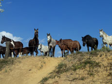 Rando Cheval en Pays Cathare en FRANCE - Voyage à cheval dans les Pyrénées