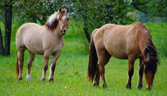 Randonnée à cheval en Savoie - Un voyage Rando Cheval