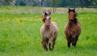 Randonnée à cheval en Savoie - Un voyage Rando Cheval