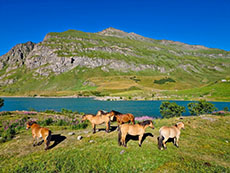 Rando Cheval en Savoie FRANCE - Voyage &agrave; cheval