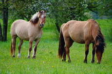 Cheval de race henson dans le Morvan - RANDOCHEVAL