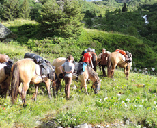 Randonnee en Savoie au pied des montagnes - Randocheval