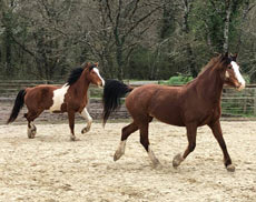 Randonnée à cheval - Un voyage Rando Cheval