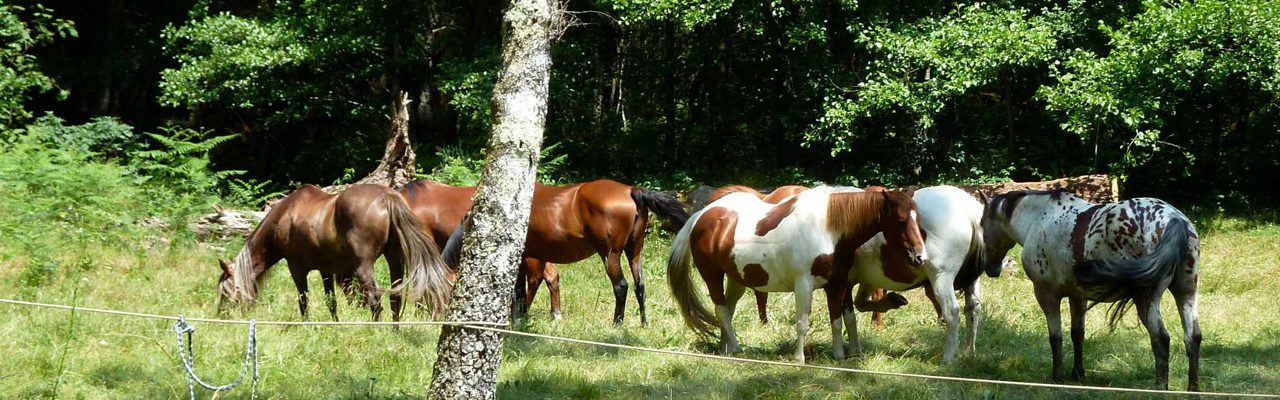 Voyage à cheval - Randonnée équestre en Croatie avec Randocheval