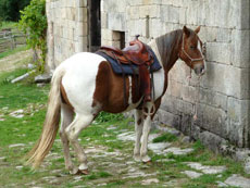 Randonée équestre dans le Limousin en Corrèze - RANDOCHEVAL