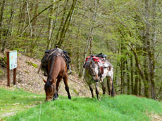 Randonnée à cheval en Corrèze, PNR de Millevaches - RANDOCHEVAL