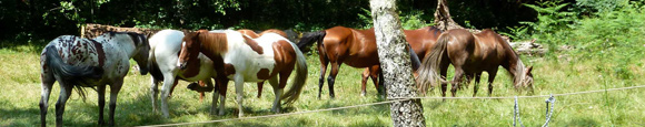 Randonnée à cheval en Corrèze, PNR de Millevaches - RANDOCHEVAL