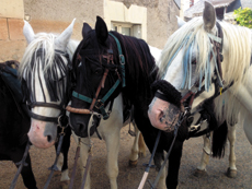 randonnée à cheval poitou - randonnée ado - randocheval/absolu voyage