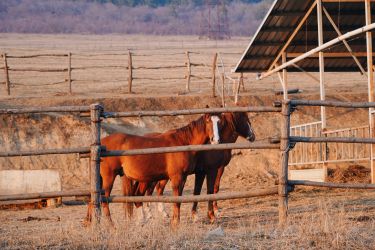 Rando Cheval - Voyage à cheval