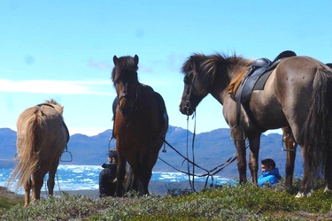 Rando Cheval - Voyage à cheval