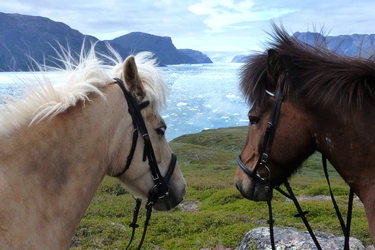 Rando Cheval - Voyage à cheval