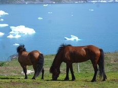 Galop dans le lac - Norvège - Randocheval