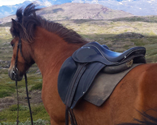 Galop dans le lac - Norvège - Randocheval