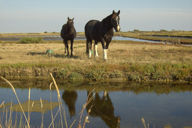 Voyage à cheval - Randonnée équestre en Croatie avec Randocheval