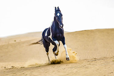 Voyage à cheval en Inde - Randonnée équestre organisée par Randocheval