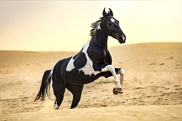 Voyage à cheval en Inde - Randonnée équestre organisée par Randocheval