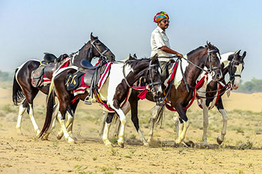 Voyage à cheval en Inde - Randonnée équestre organisée par Randocheval